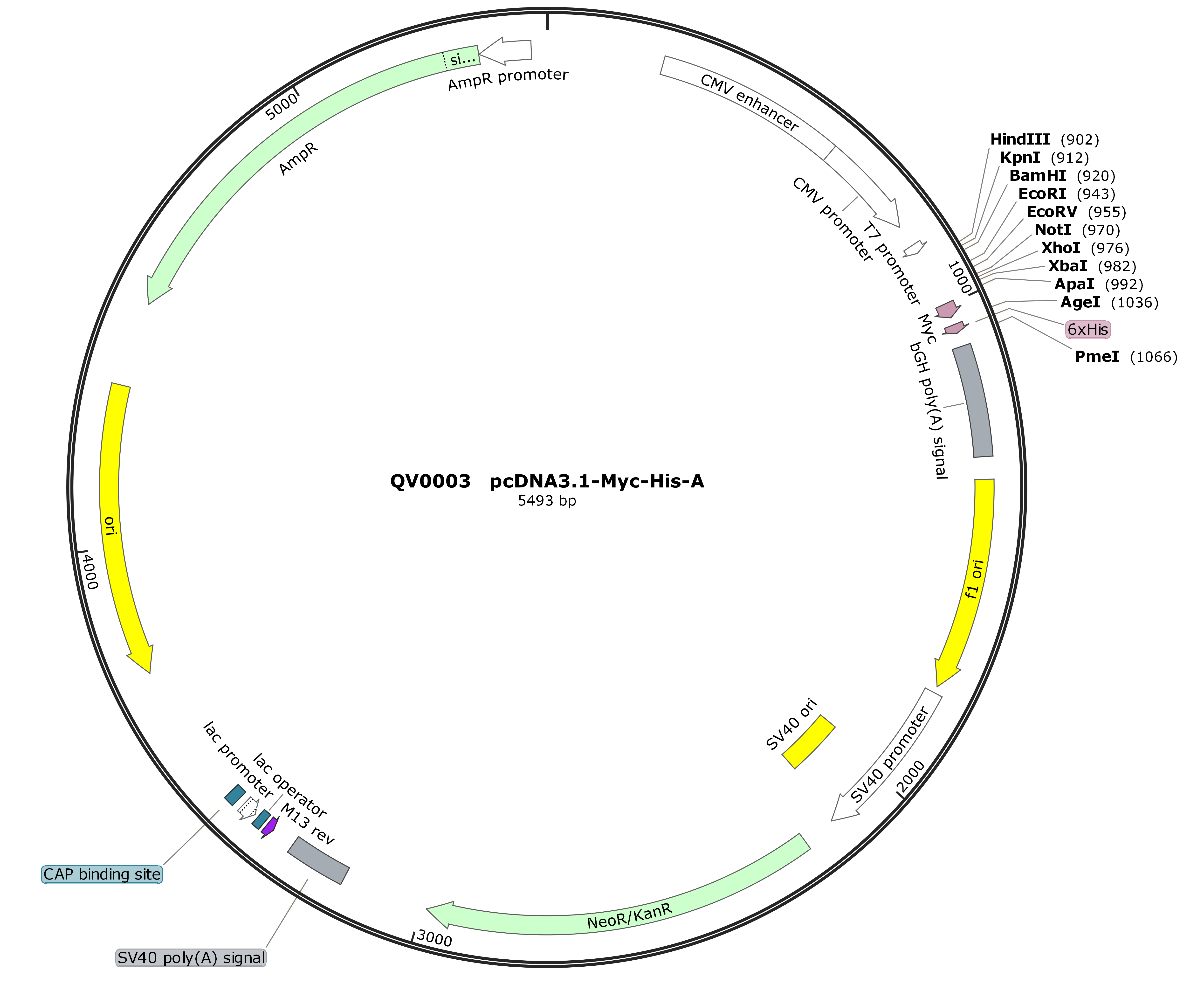 pcDNA3.1-MCS-3×Myc